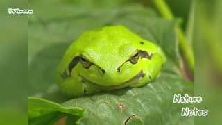 Boomkikker  European tree frog  Hyla arborea [upl. by Aloise]