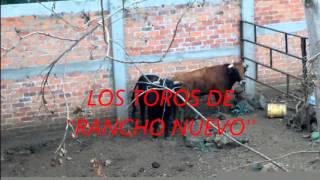 LLEGAN 10 TOROS MATA CABALLOS DE RANCHO NUEVO [upl. by Keverne]