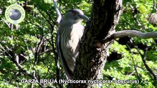 Garza Bruja Nycticorax nycticorax obscurus [upl. by Kyte]