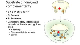 Topic 77A  Substrate specificity complementarity and molecular recognition [upl. by Neetsirk696]