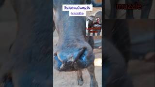 Recovery of lacerated muzzle [upl. by Tobey]