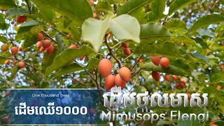 ដើមថ្កុលមាស  Mimusops Elengi Tree by One Thousand Trees [upl. by Goulette207]