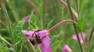 Abeilles butinant des fleurs dEpilobes Hirsutes [upl. by Oicaro]