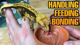 HOW TO TAME YOUR CRESTED GECKO  BEST TRAINING METHODS [upl. by Ashlin]