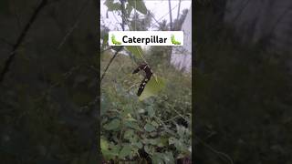 Moth Caterpillar caterpillar shortsfeed [upl. by Nagiam]