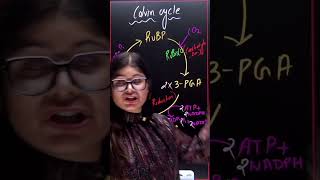 Calvin Cycle  Biology  shorts exam [upl. by Attenna]