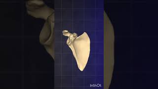 The 6 Types of Bones in 1 min [upl. by Amol]