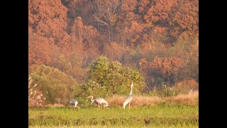 재두루미 월동지Wintering ground for White naped crane [upl. by Attevad823]