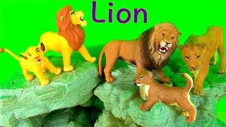 Big Cat week 2018  Wild Animals  Learn about Lions  Zoo Animals Toys  Learn Lions in English [upl. by Nicolle]