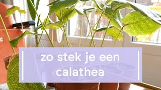 Zo stek je een Calathea [upl. by Hsirehc]