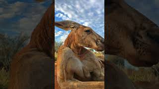 3 facts about Kangaroos animals trending viral youtubeshorts [upl. by Latsyrcal]