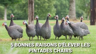 Voici 5 Bonnes raisons dElever les pintades Chairs ou Galors [upl. by Einnej20]