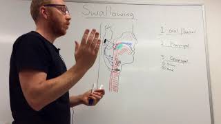 Swallowing Mechanism Three phases [upl. by Ssegrub]