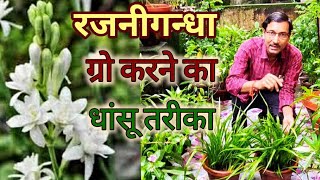 रजनीगंधा बल्ब से उगाने का धांसू तरीका सीखिए ज्यादा फूल पाएंSecret method of growing Tuberose [upl. by Neelrak]