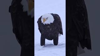 Eagle ऐसा क्यों करता है🤔 रोचकfactsshorts facts animalfacts worldwildfacto [upl. by Vine]