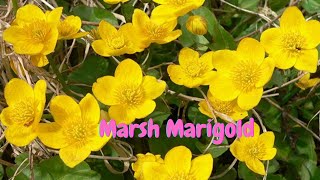 Marsh marigold  caltha palustris   wild flowers  Spring  England [upl. by Hollis]