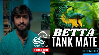 Betta Fish Tank Mates  Fighter fish Tank mates in Bengali [upl. by Bergmann]