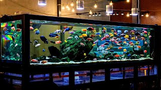 Beautiful African Cichlid Tank Setup  Amazing 100 Male African Cichlids [upl. by Nelak]