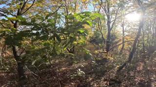 Some trees and plants in Oklahoma [upl. by Adnilahs312]