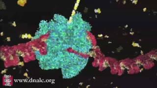 DNA Transcription Basic [upl. by Adella465]