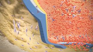 3D modeling  Root tooth development [upl. by Timmie295]