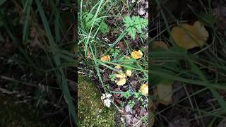 CHANTERELLE MUSHROOMS mushroom chanterelles nature find explore best woodland [upl. by Medardas]