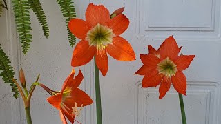 Plant of the Month All About Hippeastrum  Is This the Amaryllis Lily [upl. by Niatsirk]