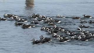 Longtailed Ducks Dive in Unison [upl. by Terryl]