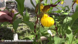 OrchidWeb  Cypripedium parviflorum var pubescens [upl. by Adolphus535]