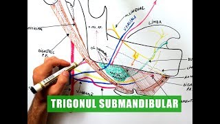 Trigonul Submandibular [upl. by Polloch]