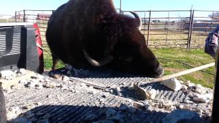 Bison cleans out Cowboys Truck [upl. by Akvir]