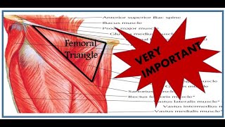 quotUnlocking the Femoral Triangle Essential Knowledge for Medical Studentsquot Anatomy Student Zone [upl. by Walcott708]