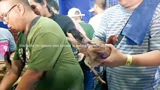 World Gamefowl Expo 2024 Part 2 [upl. by Vladimar]