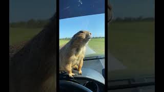 Chucks first driving lesson cute prairiedog nature wildlife funny viralvideo viralshorts [upl. by Volkan]