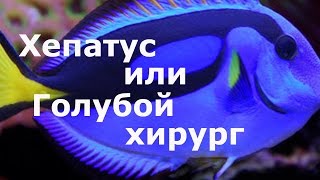 Хепатус Хирург голубой королевский Paracanthurus hepatus Blue tang [upl. by Niwhsa]