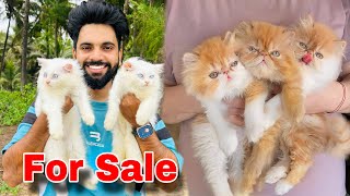 Persian Cats For Sale  Pure Breed Persian kittens  Persian Cat  Persian Cat price in india [upl. by Doble]