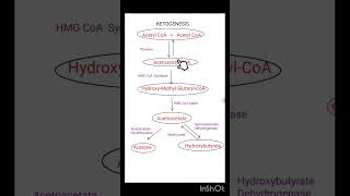 KETOGENESIS The Steps [upl. by Nagel]