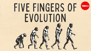 Five fingers of evolution  Paul Andersen [upl. by Seabrooke]