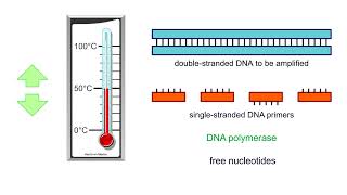 Polymerase chain reaction PCR  Animation [upl. by Nekal401]