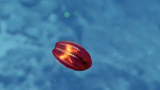 Iridescent Red Ctenophore  Nautilus Live [upl. by Horgan]