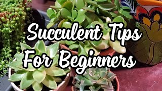 Succulent Tips For Beginners [upl. by Nommad222]