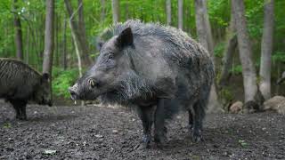 Sonido de un Jabalí Salvaje 🐗​  Animales Efecto de Sonido [upl. by Aridaj314]