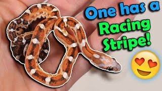 MORE Scaleless RatCorn Snakes Hatching [upl. by Rez59]