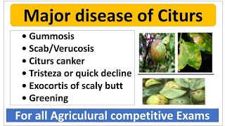 Major disease of Citurs and their managementनींबू की मुख्य रोग एवं उनके प्रबंधन। [upl. by Ahsaeyt]