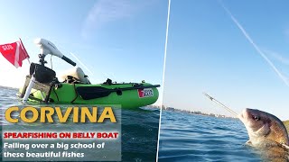 BELLY BOAT SPEARFISHING GREAT CORVINA WITH PATHOS SNIPER ROLLER [upl. by Ynaitirb824]