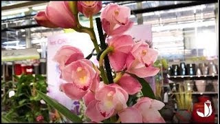 Comment cultiver lorchidée cymbidium   Truffaut [upl. by Tacklind]