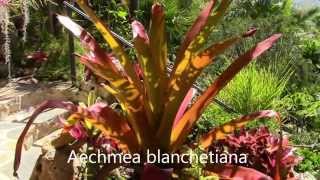 Aechmea Impressions Planta Brutt Video 11 [upl. by Severin357]