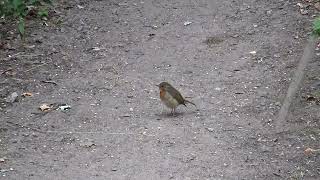 Robin UK Wildlife [upl. by Burrell263]