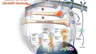 Hormona del crecimiento Growth Hormone GH Oskbioanálisis [upl. by Rubma]