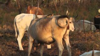 Oxpecker Kartong Gambia [upl. by Kayle]